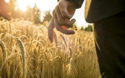 Közös Agrárpolitika: érvényesítik a magyar érdekeket