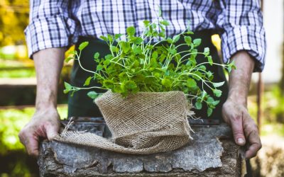 Megjelent az ültetvénytelepítési pályázat