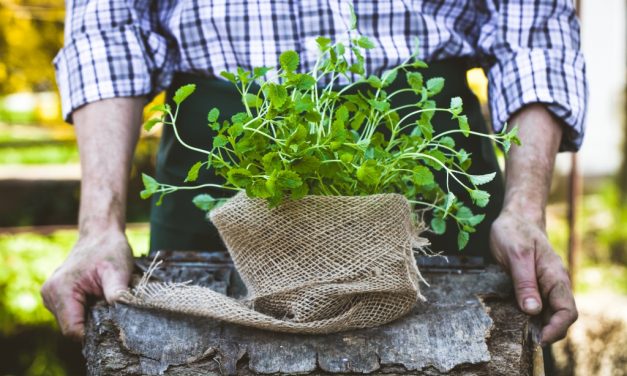 Megjelent az ültetvénytelepítési pályázat