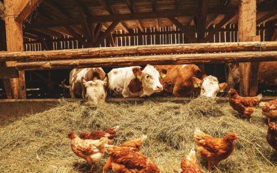 Benyújthatók a kisebb állattartó telepek megújítását célzó pályázatok