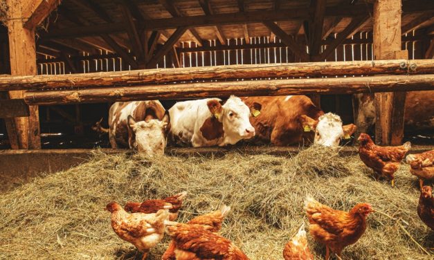 Benyújthatók a kisebb állattartó telepek megújítását célzó pályázatok