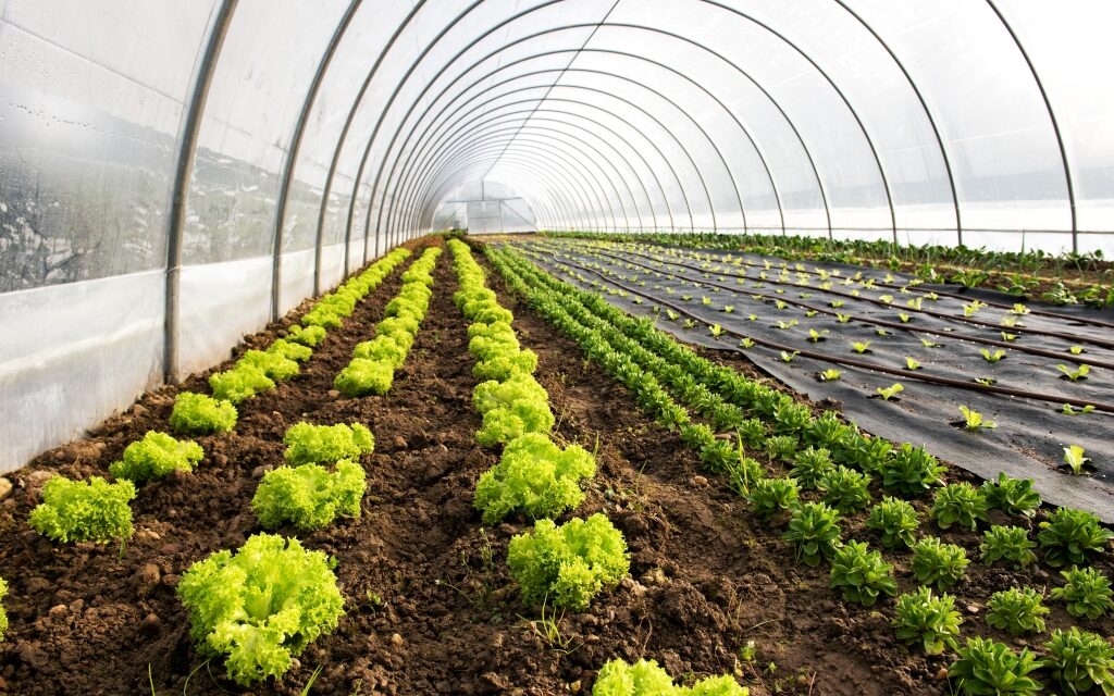 Ismét lehet pályázni a mezőgazdasági kisüzemek fejlesztésére