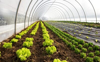 Ismét lehet pályázni a mezőgazdasági kisüzemek fejlesztésére